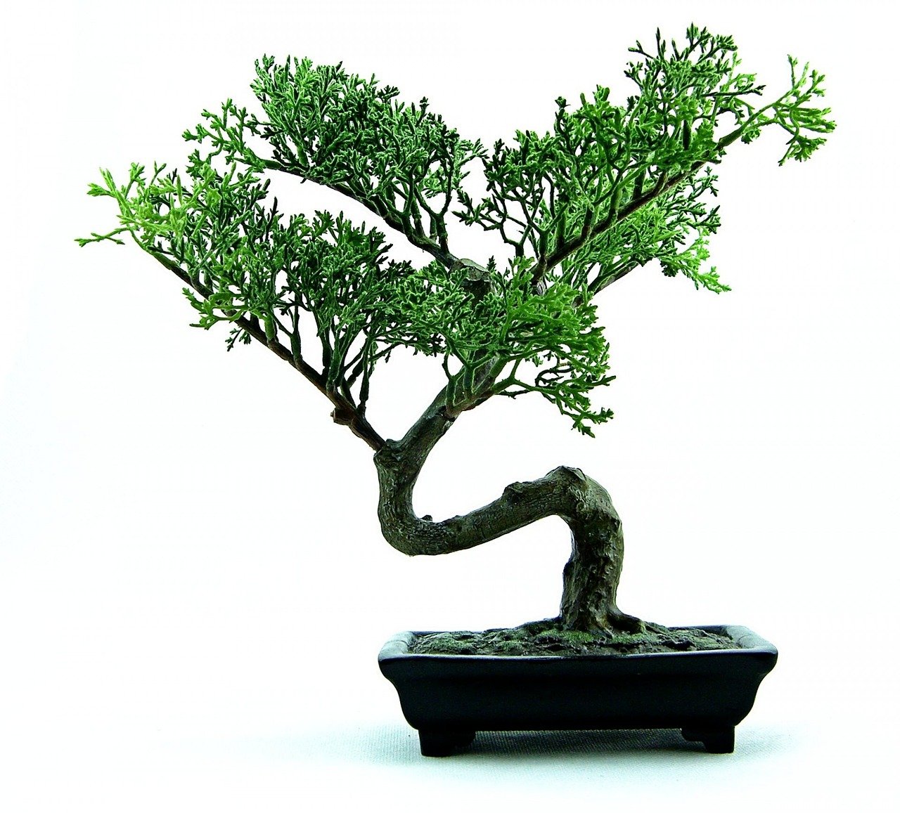 bonsai, tree, green