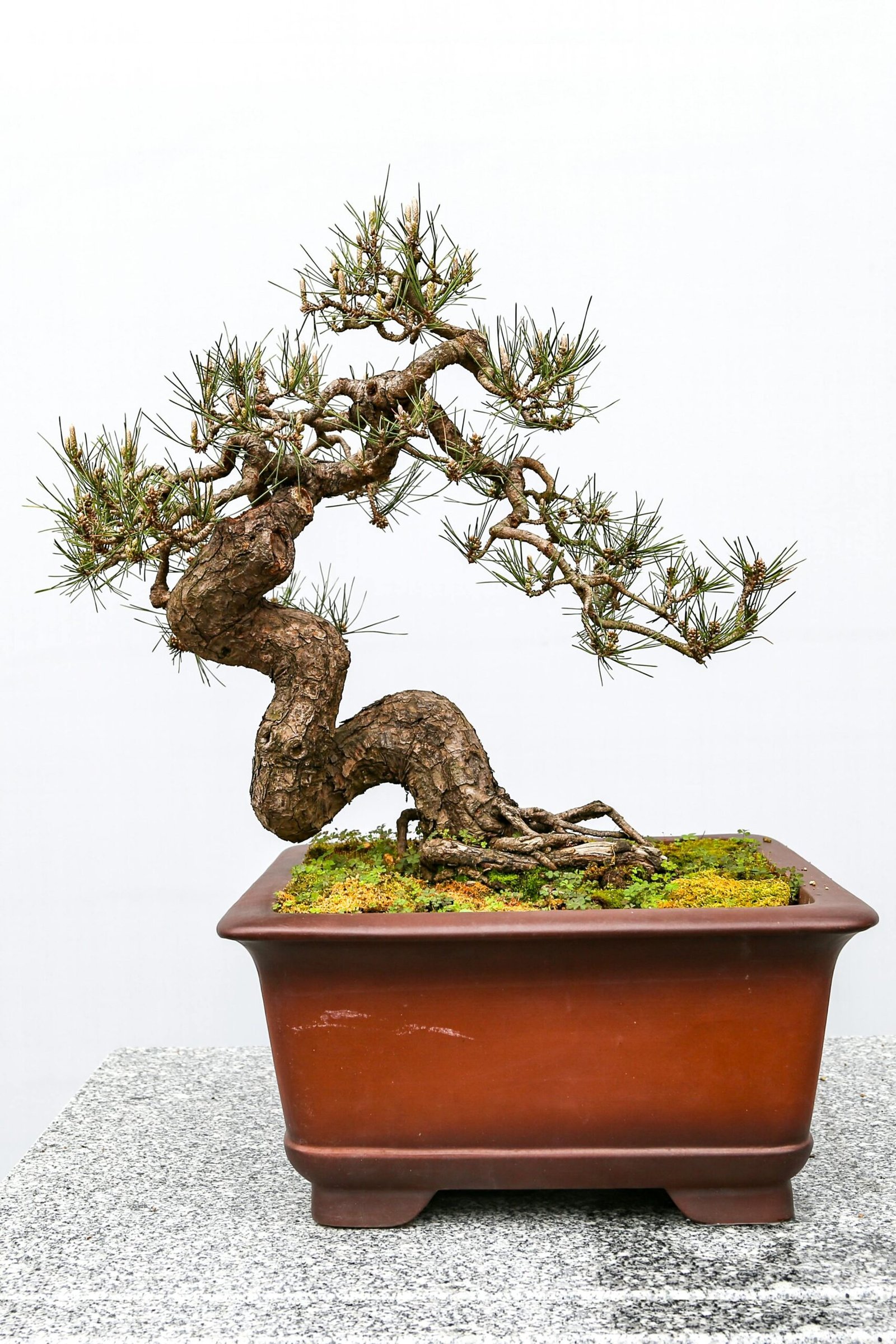 Close-up of a twisted bonsai tree in a ceramic pot on a granite surface.