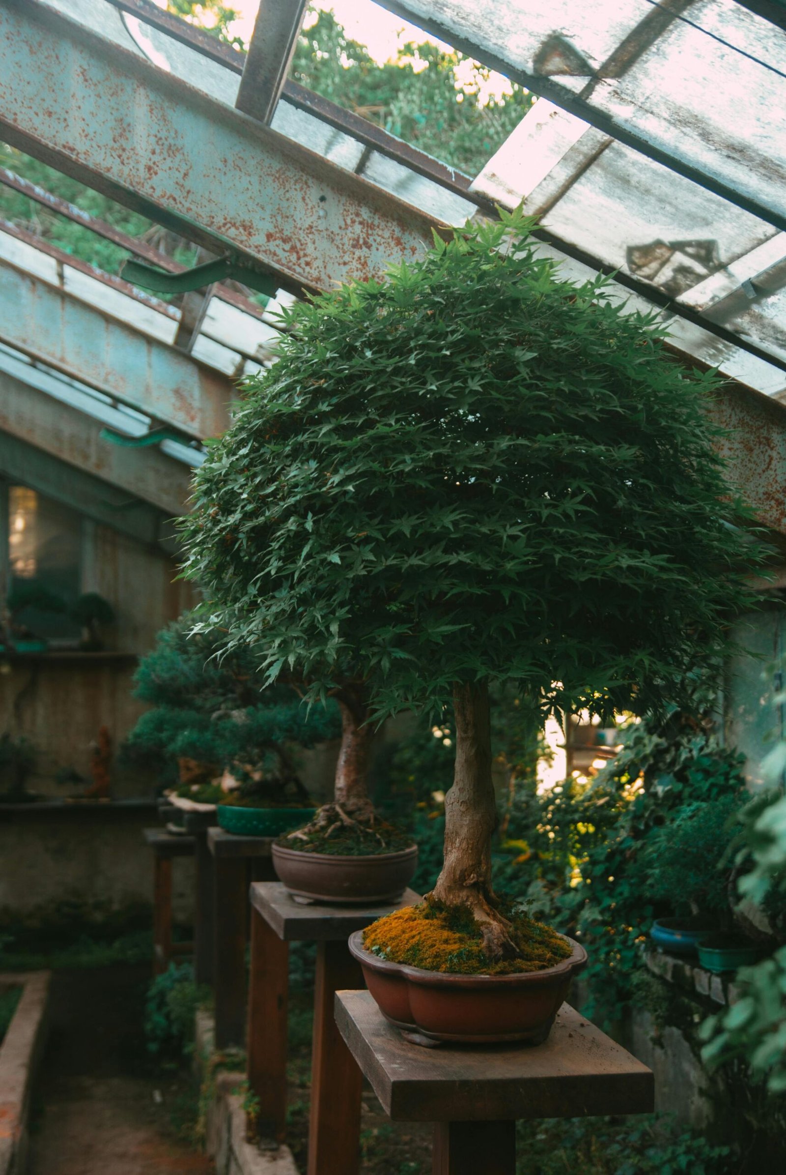 Explore a tranquil scene of bonsai trees thriving within a rustic greenhouse.