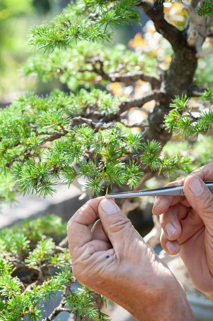 Pine Bonsai Tree